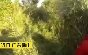 Download Video: 男童坐过山车弄丢人工耳蜗，整套价值30万，公安和消防“地毯式”搜索寻回