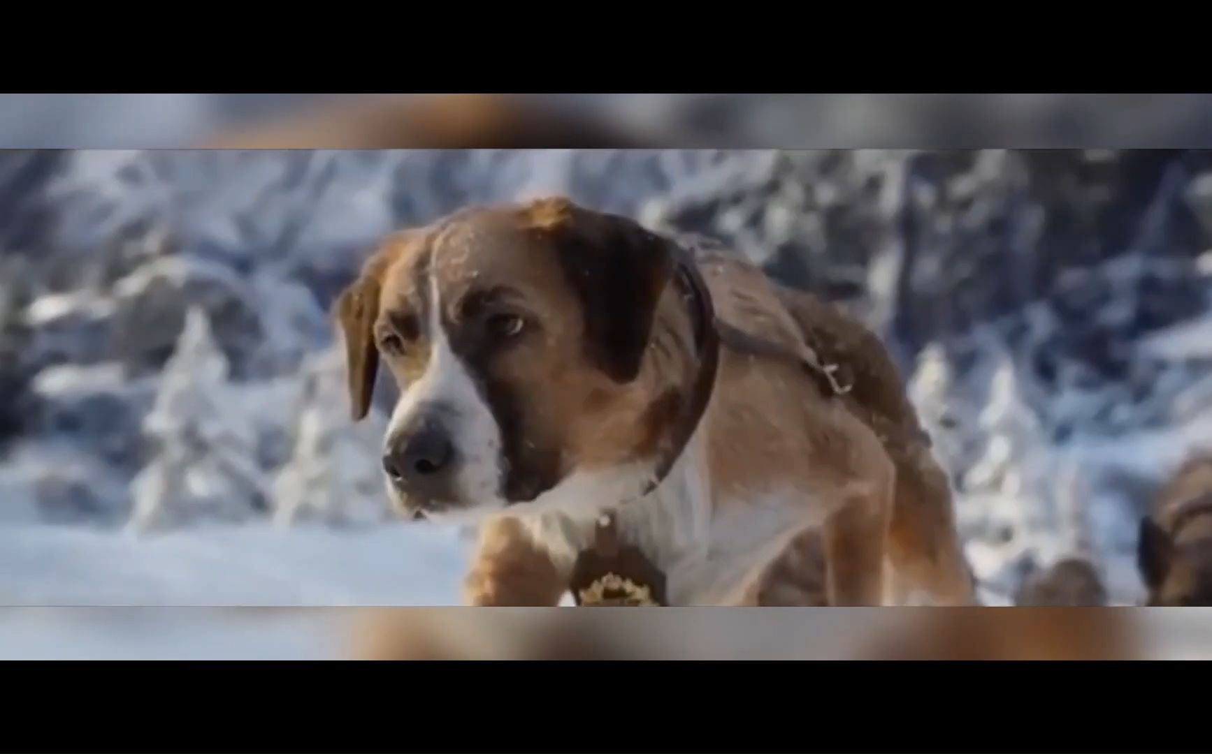 亚历克斯·拉索夫-野性的呼唤