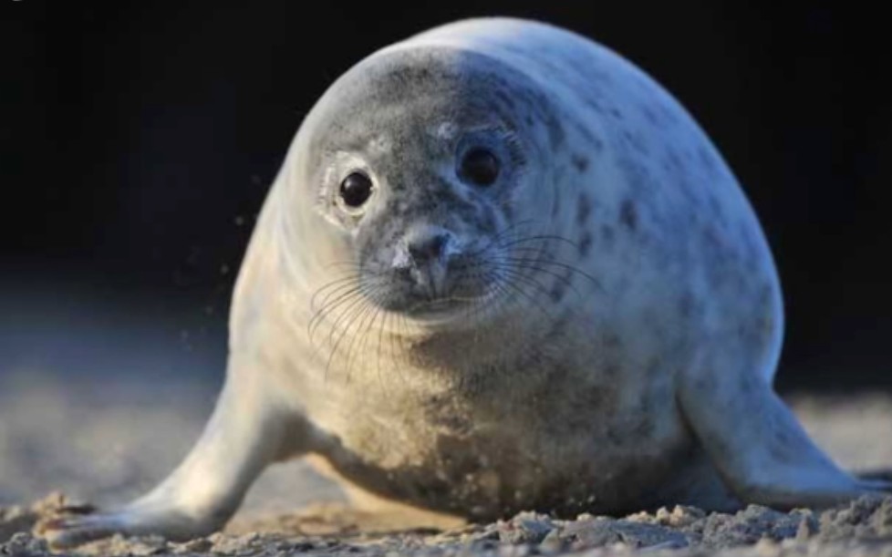 督工打击豹腹场面(原声疗愈)