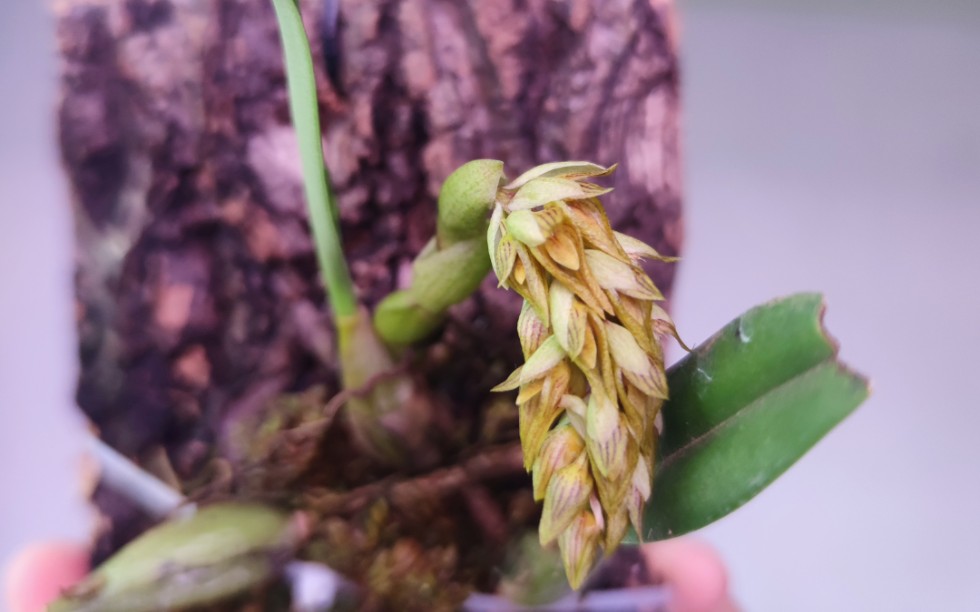bulbophyllum orientale 麦穗石豆兰 展示