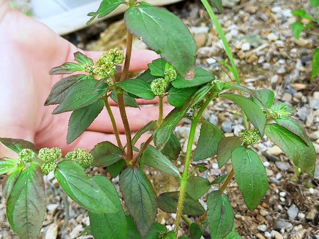 折断茎干后会流出奶白色汁液的飞扬草,村里人常把它采收回家哔哩哔哩bilibili