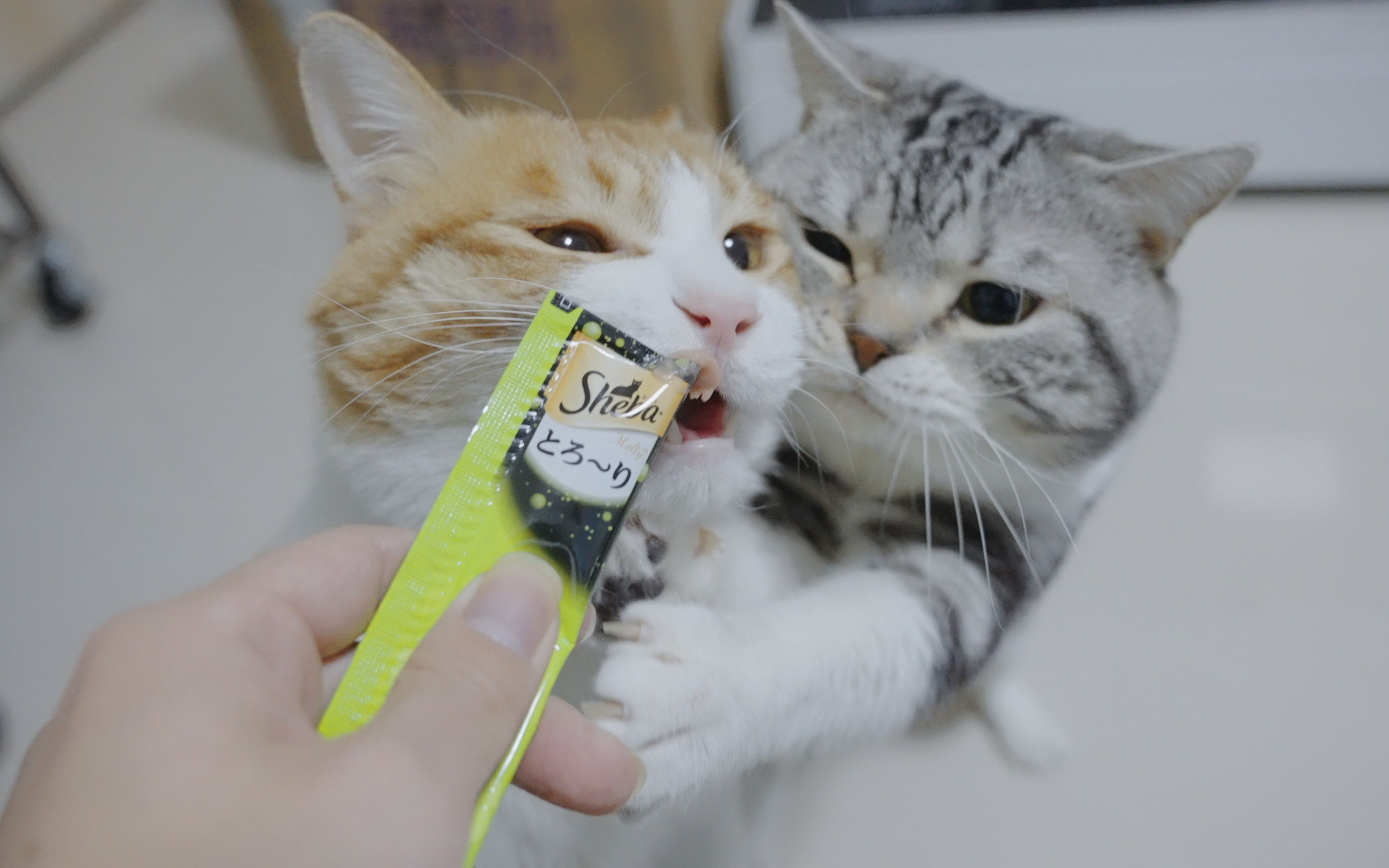 干饭人的灵魂就是抢!谁张嘴谁有吃的!