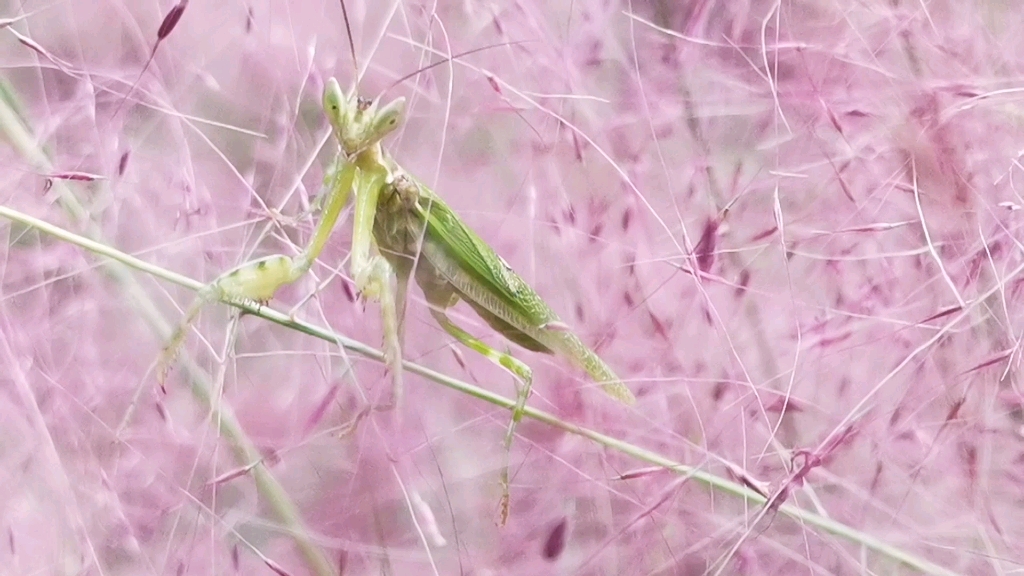 听一只可爱的螳螂在粉色的季节里弹奏着一曲美妙的旋律