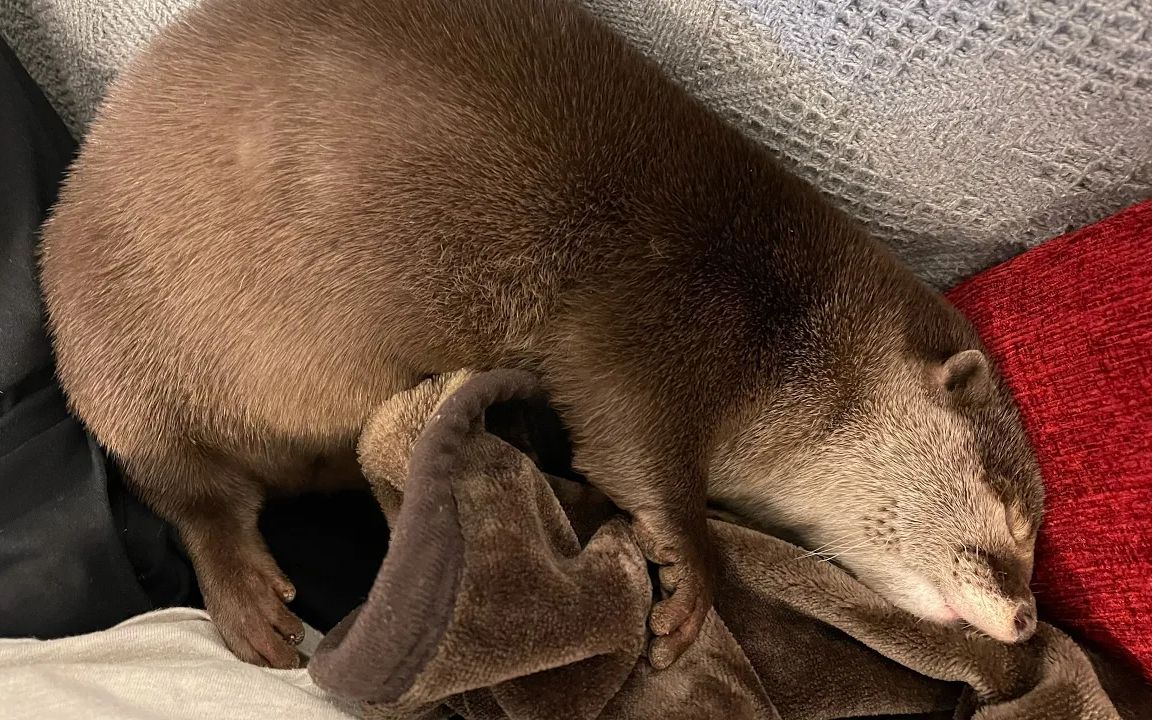 【水獭】主人无意中拍到水獭在自己建窝,太可爱了吧!