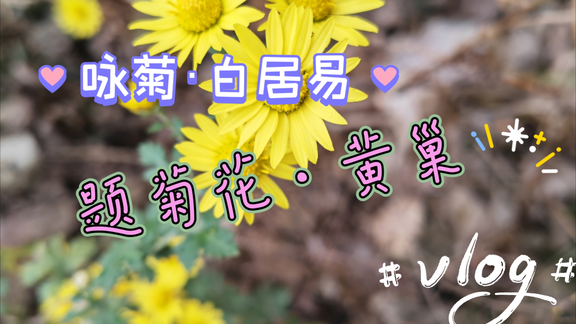 咏菊ⷧ™𝥱…易#题菊花ⷩ𛄥𗢥“”哩哔哩bilibili