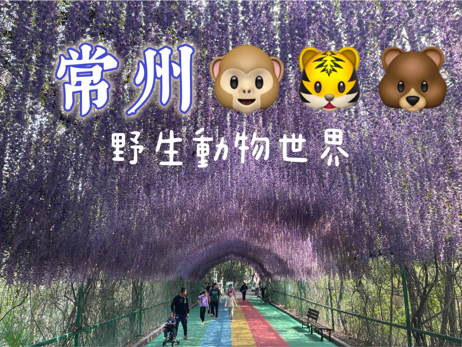 动物园半日游,小熊猫也太可爱啦!常州旅行日记【紫苏】哔哩哔哩bilibili