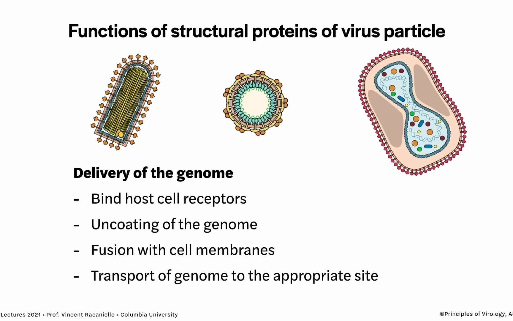 4  Structure of Viruses, Virology Lectures 2021 Vincent Racaniello (notes)哔哩哔哩bilibili