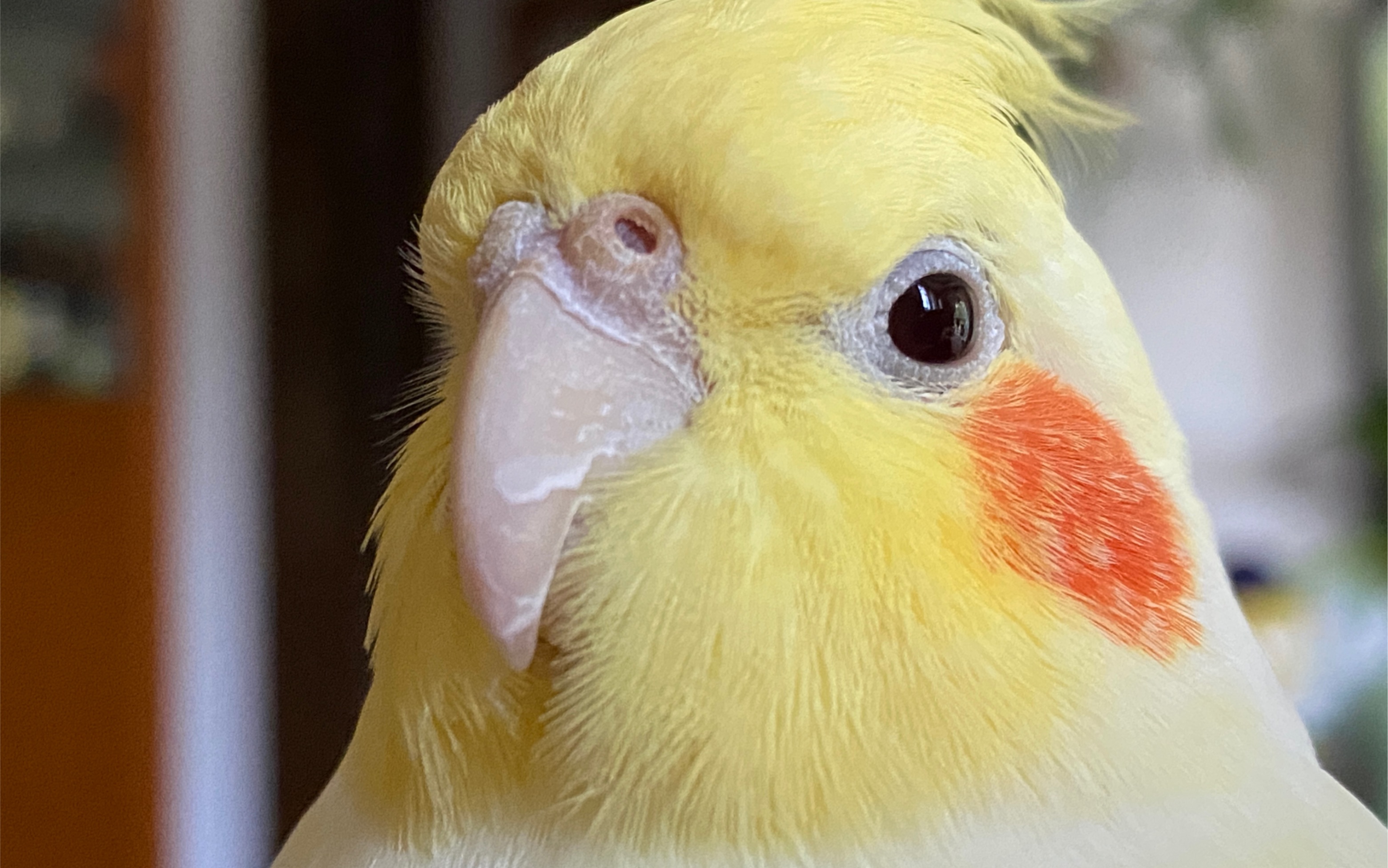 【囡囡】腮红鸡近期日常集锦