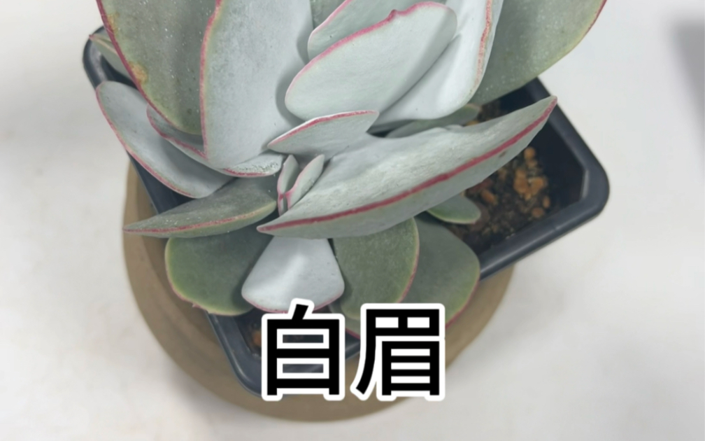 多肉植物白眉哔哩哔哩bilibili