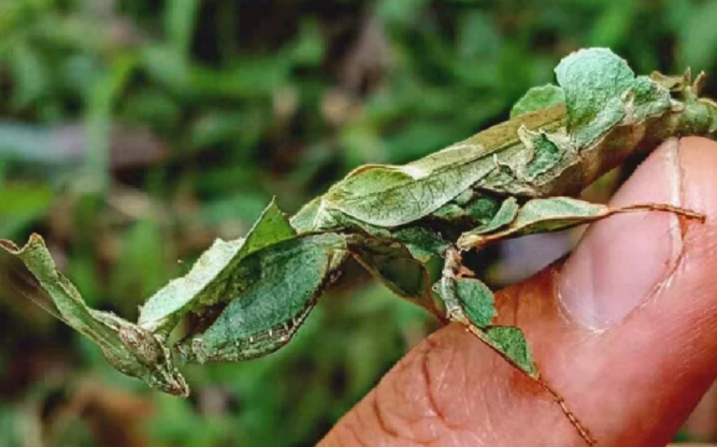 邪茧chrysalis 幽灵螳螂开箱视频