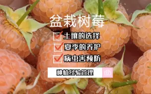 Download Video: 盆栽双季树莓养护知识分享，盆土肥和夏季度夏的管理