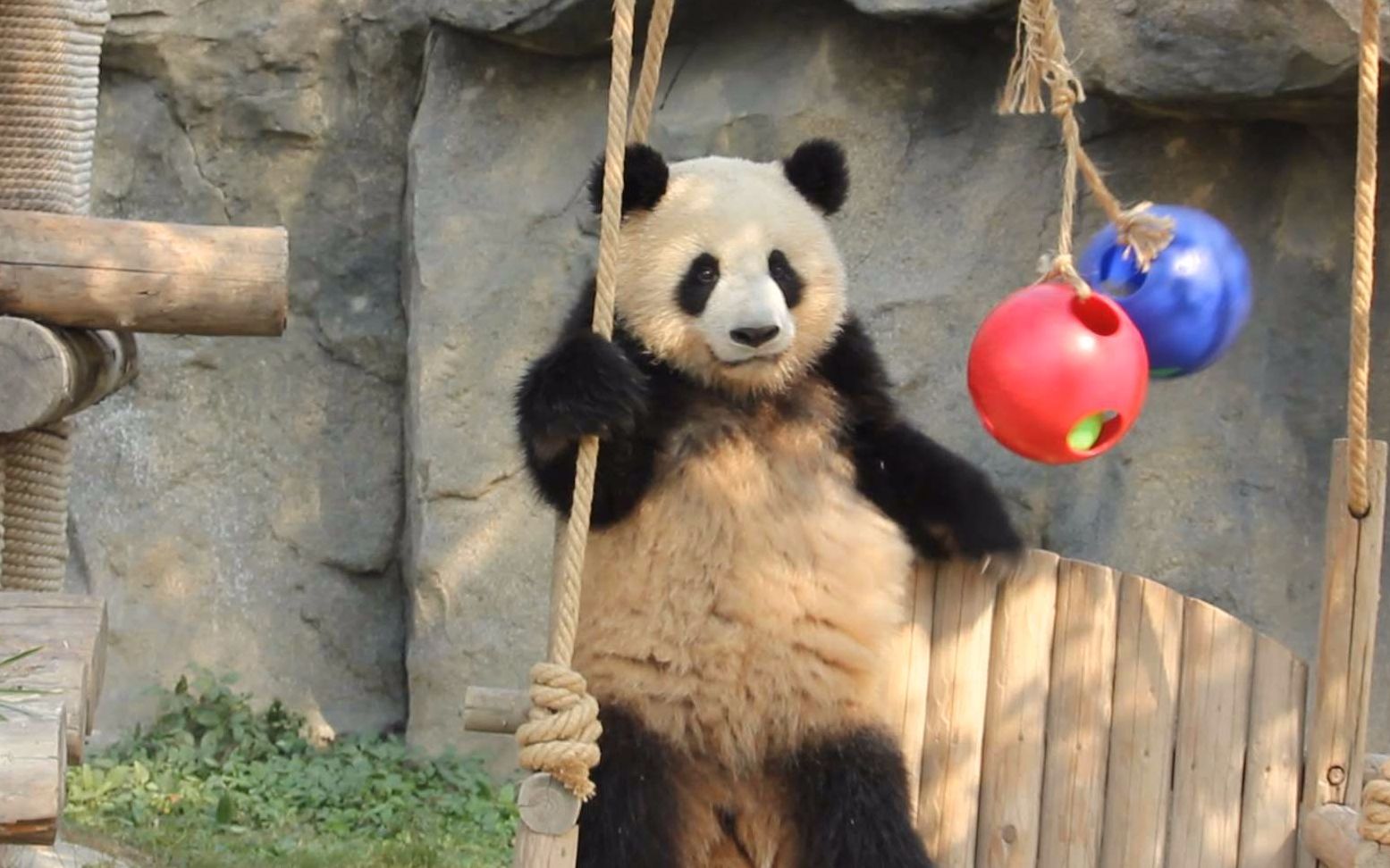 【大熊猫雪宝】大头宝为大家表演走单杠 嘚瑟极了