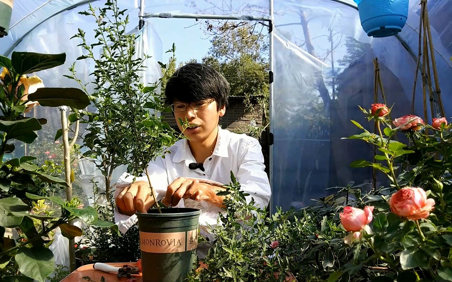 小木槿这样修剪成树状,盆栽放在阳台,一年四季开花不断哔哩哔哩bilibili