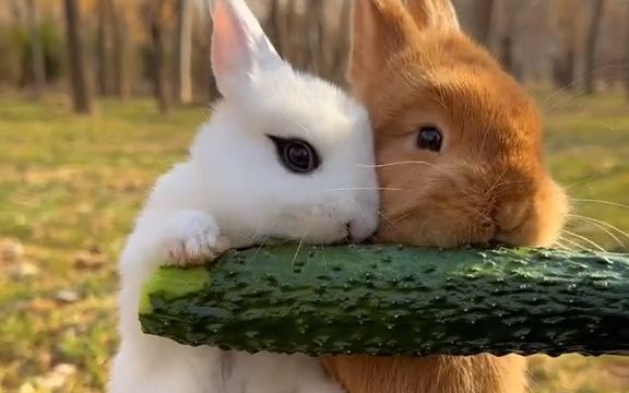 小兔子排排站吃黄瓜!