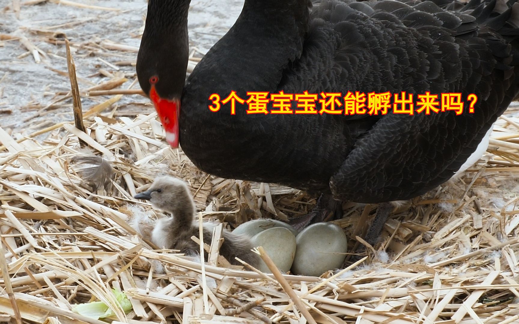 圆明园里的黑天鹅,母鹅产下4个蛋宝宝,成功孵出一只小天鹅
