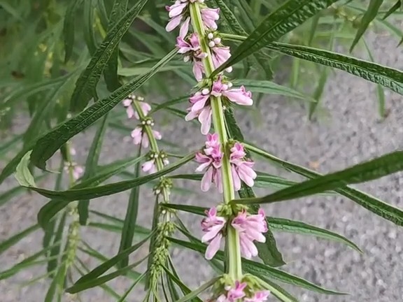 406 益母草:唇形科益母草属植物.