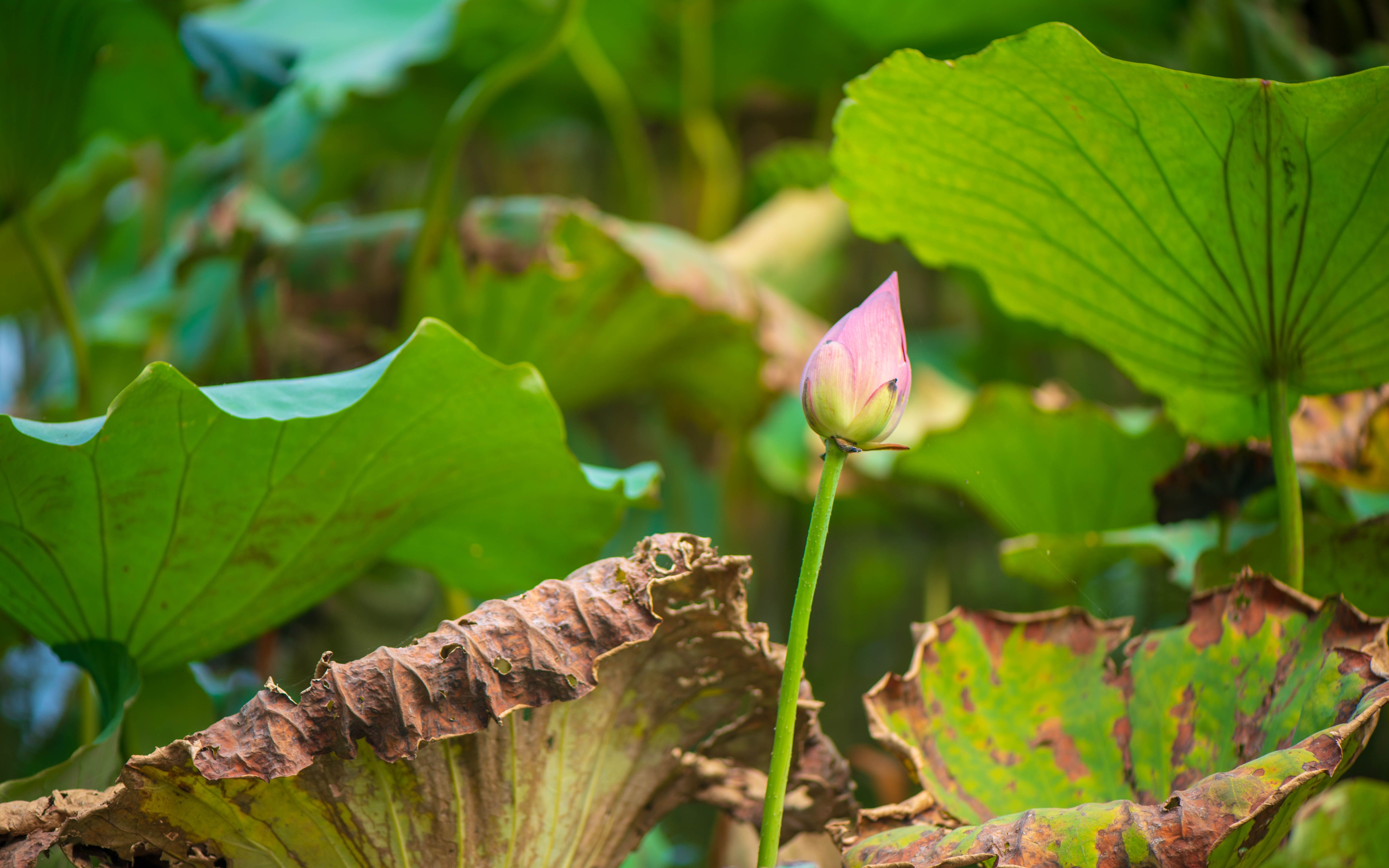 初秋的西湖荷塘