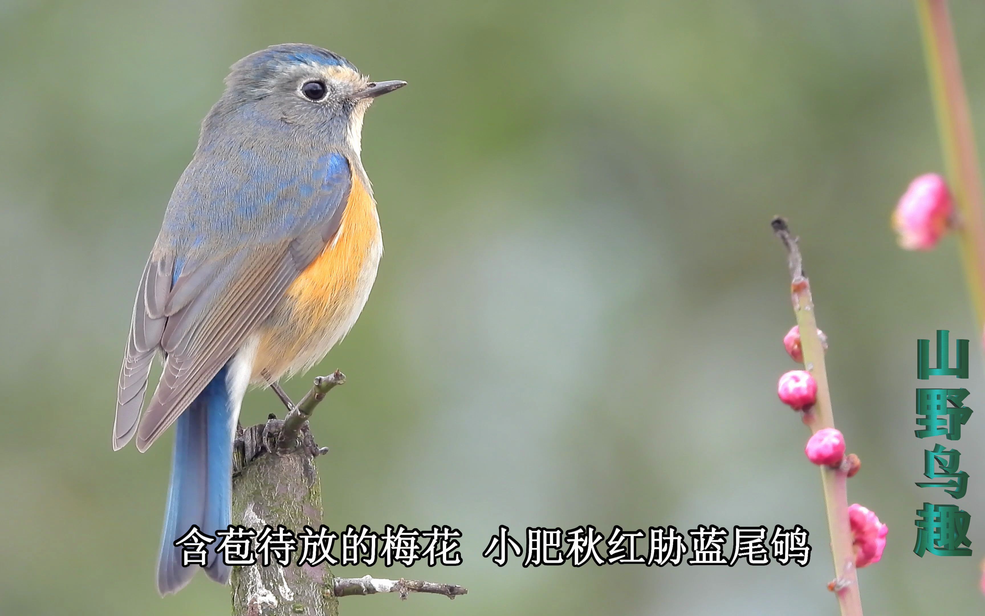 [图]高清4K真正的鸟语花香，含苞待放的梅花，漂亮小肥秋红胁蓝尾鸲