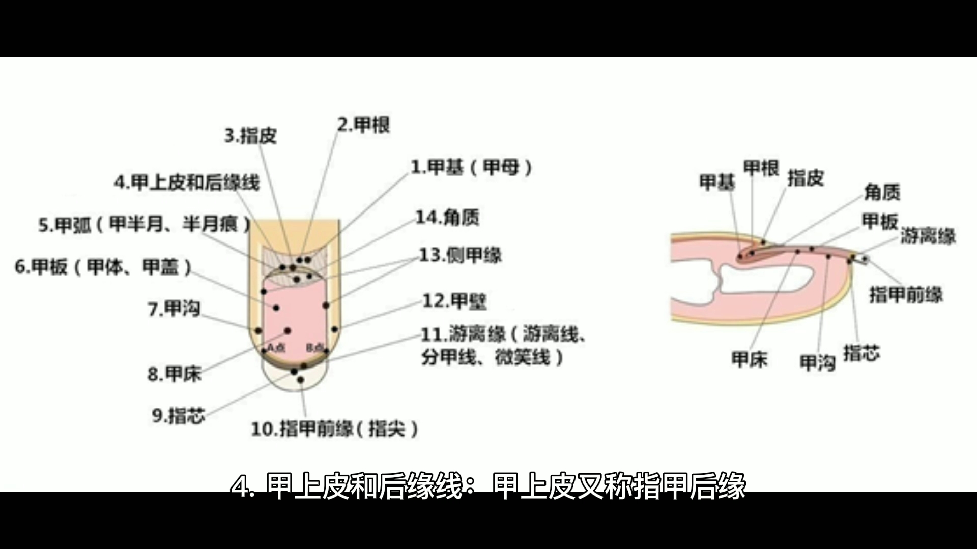 指甲的结构哔哩哔哩bilibili