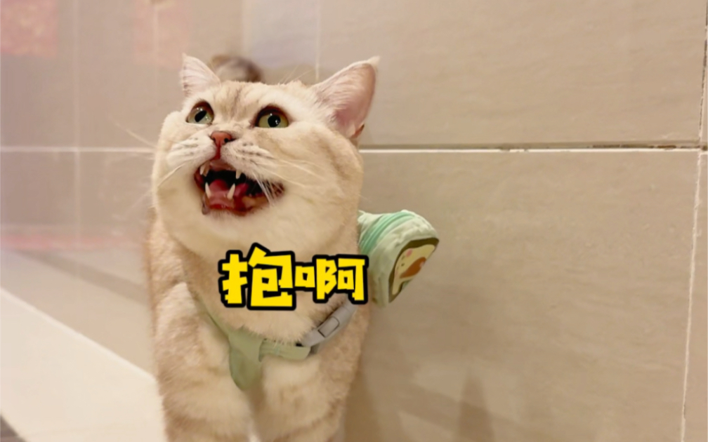 小猫咪也是个多愁善感的生物啊哔哩哔哩bilibili