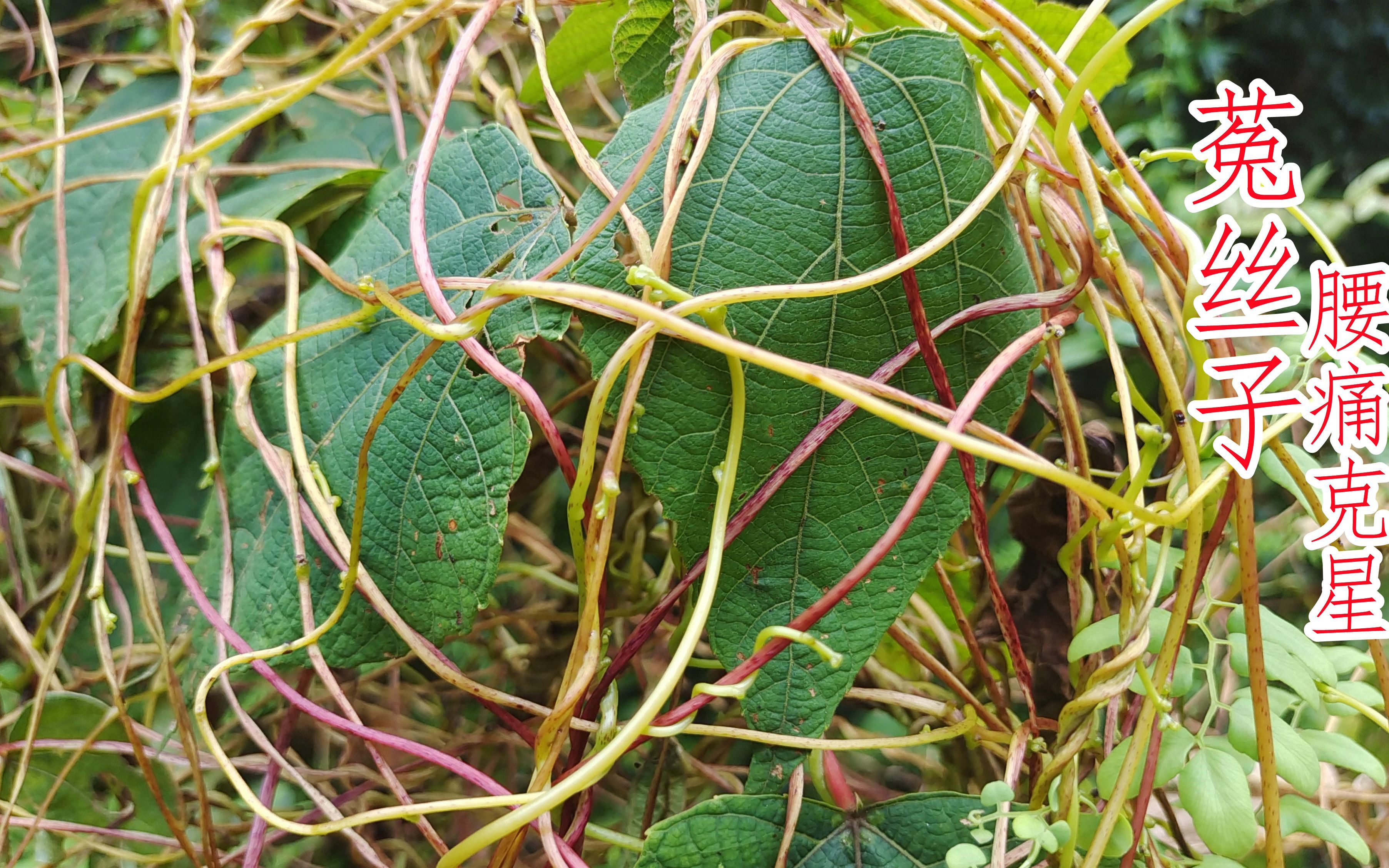 让农村们讨厌的"菟丝子",却有着它独特的作用与价值,了解下