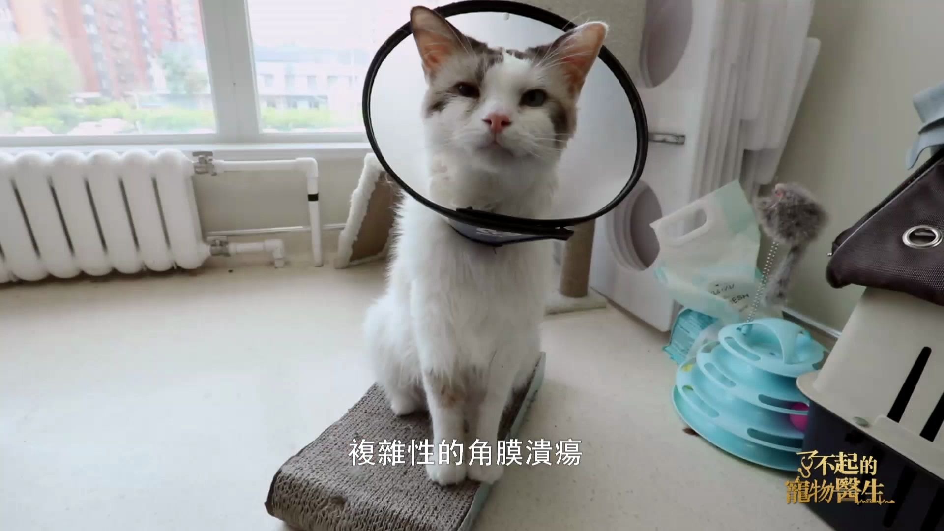 楓樹寵物醫院董醫生