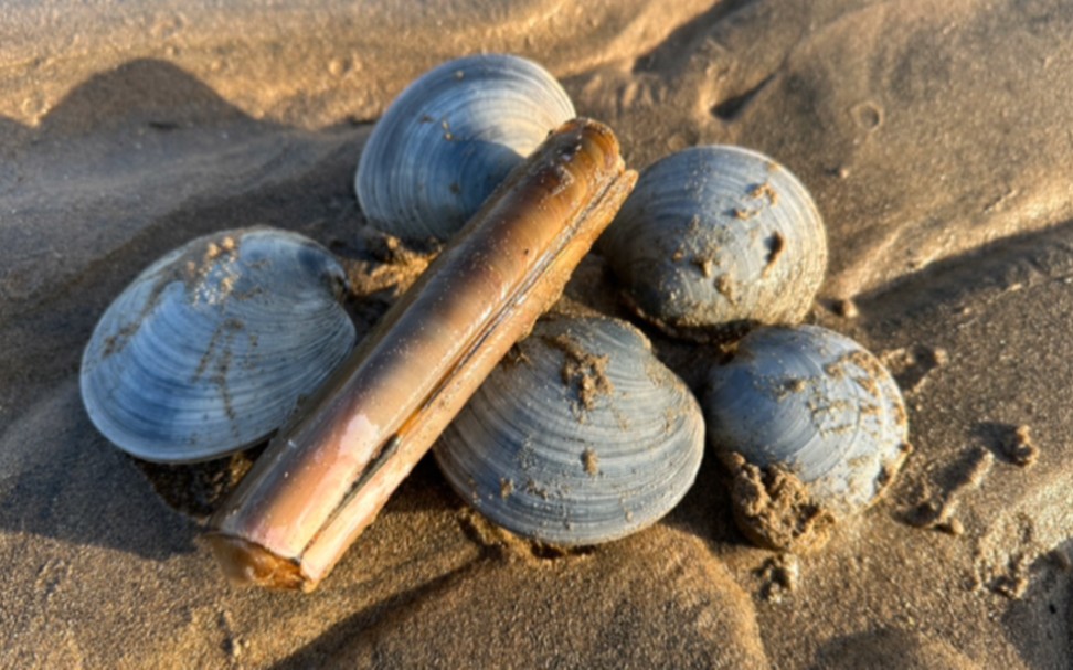 去海边赶海,抓到了很多海肠.还有蛏子王和月亮贝