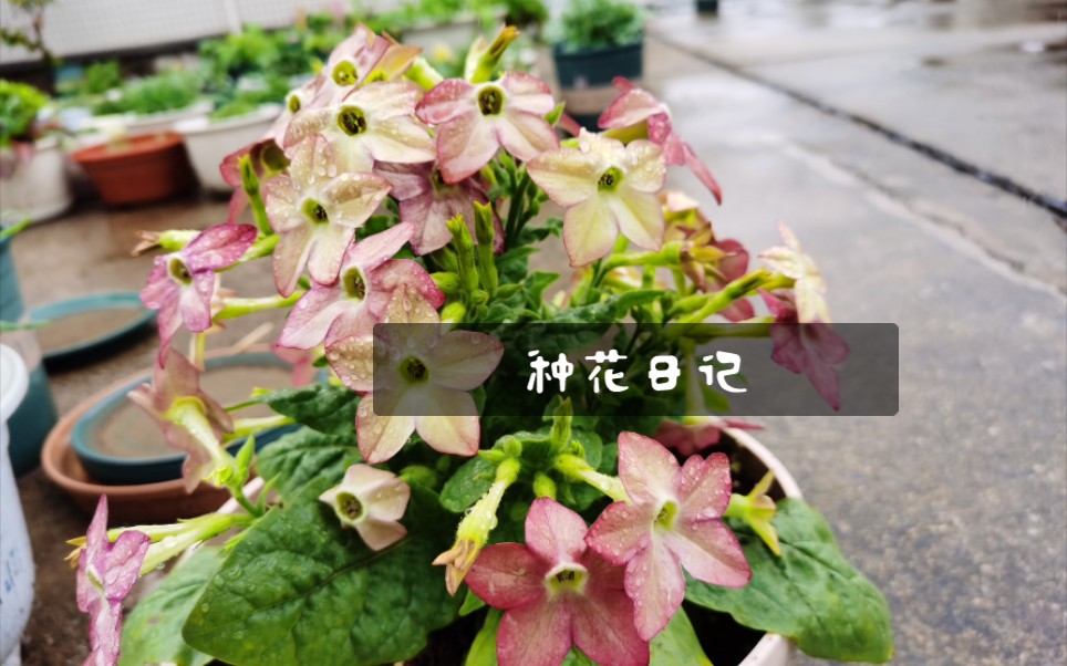 【种花日记】花烟草和麦杆菊哔哩哔哩bilibili