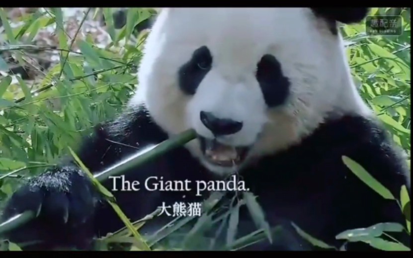 讲好中国文化之 The Giant Panda 大熊猫哔哩哔哩bilibili