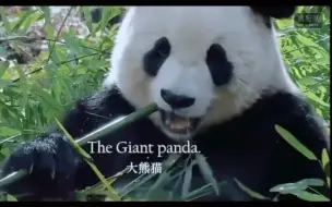 Download Video: 讲好中国文化之 The Giant Panda 大熊猫