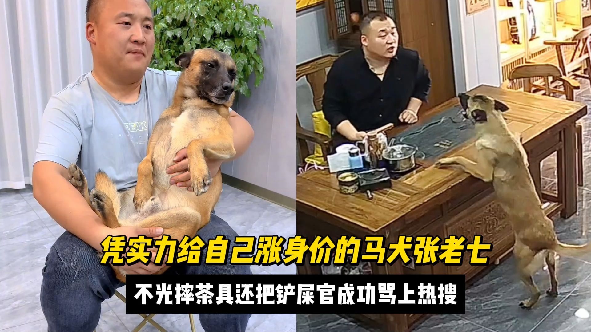 凭实力涨身价的马犬张老七,不光摔茶具还把铲屎官成功骂上热搜!哔哩哔哩bilibili