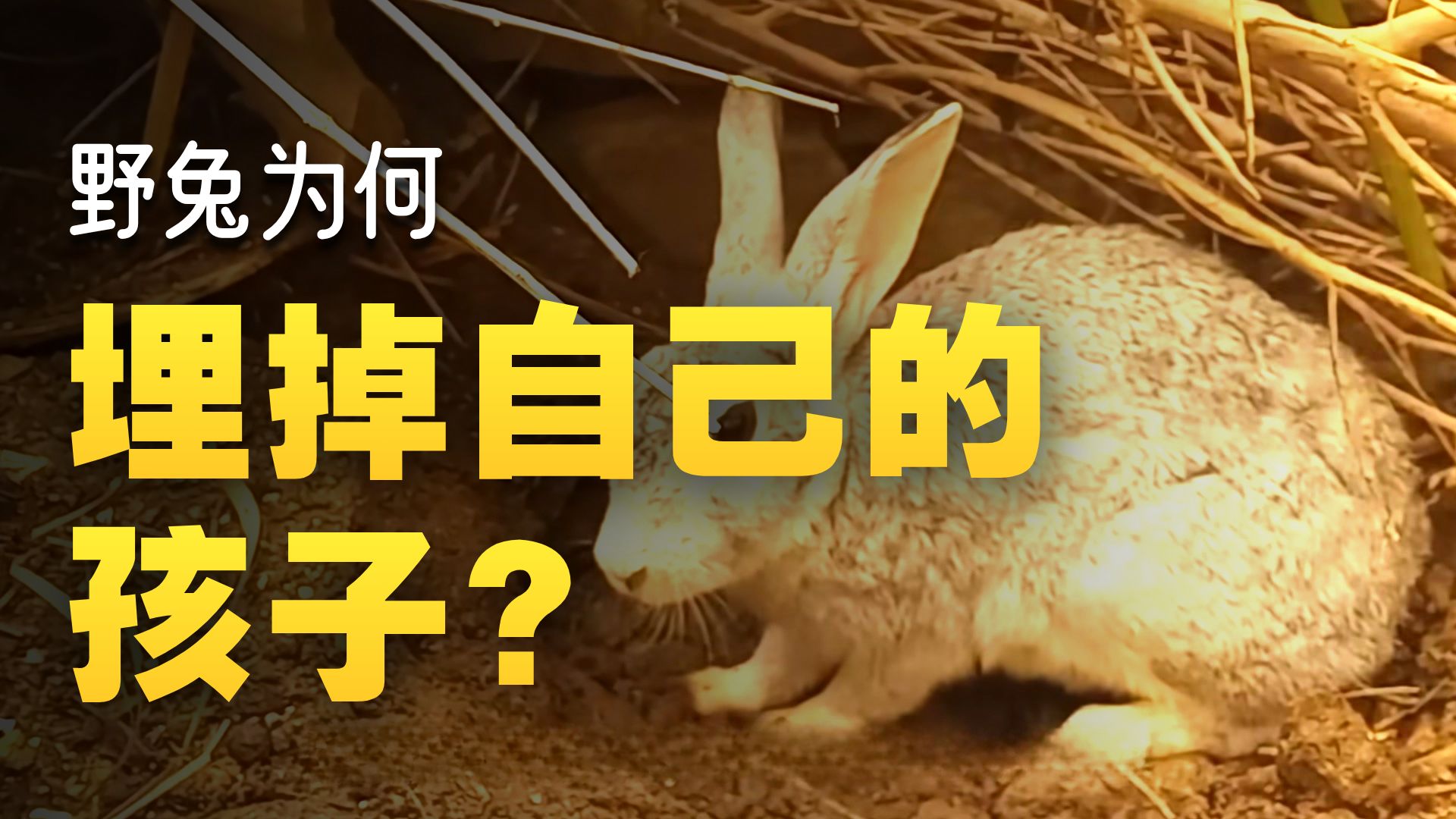 兔妈妈活埋小兔崽子