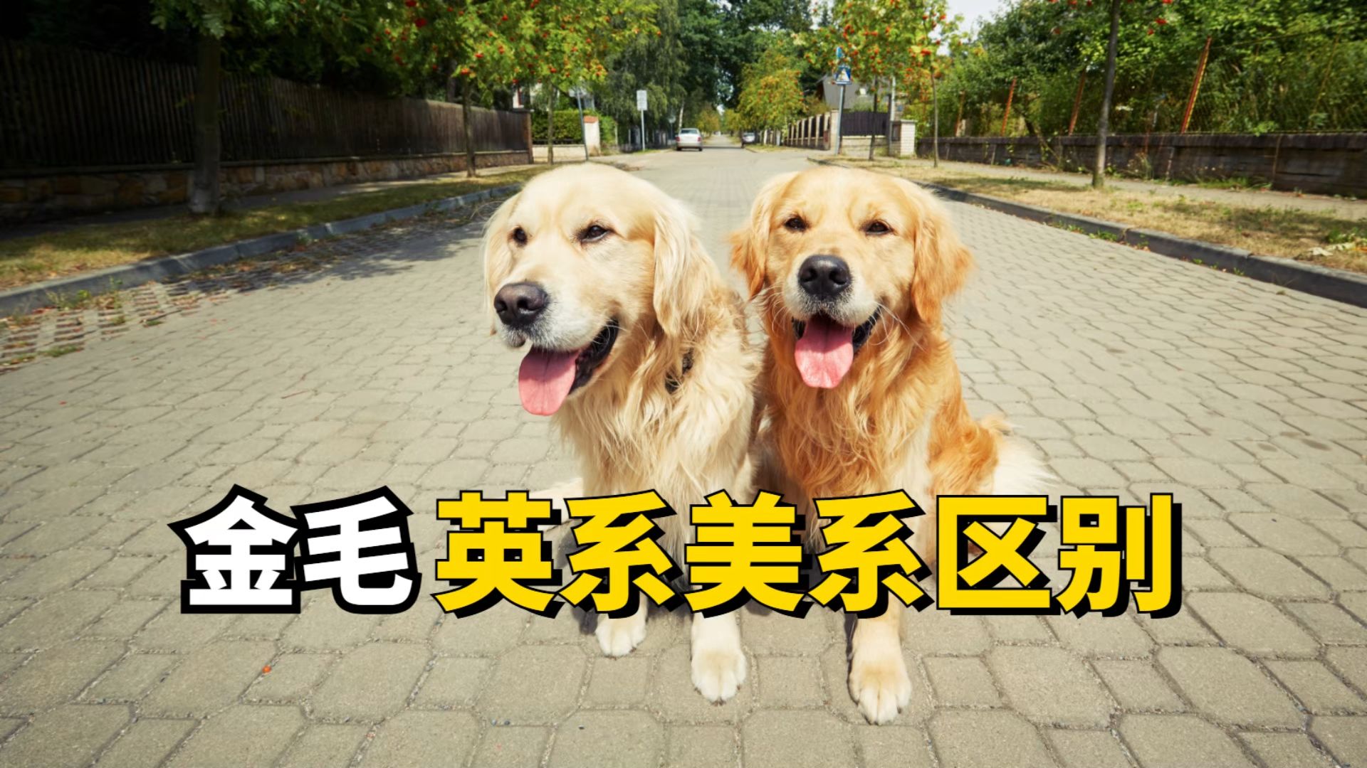 金毛猎犬和金毛的区别图片