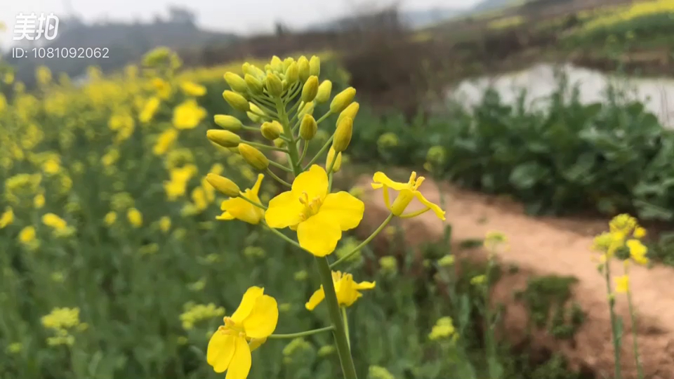 [图]南城花开