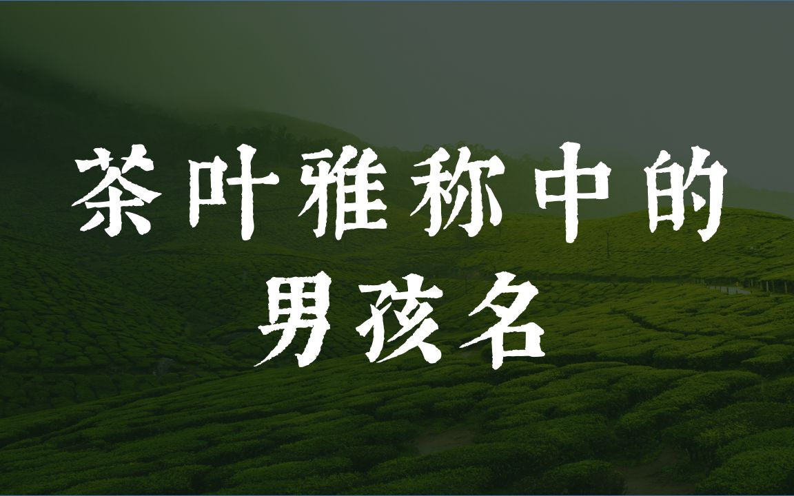 从茶叶雅称取的男孩名能有多惊艳?|顾渚、云林、敬亭哔哩哔哩bilibili