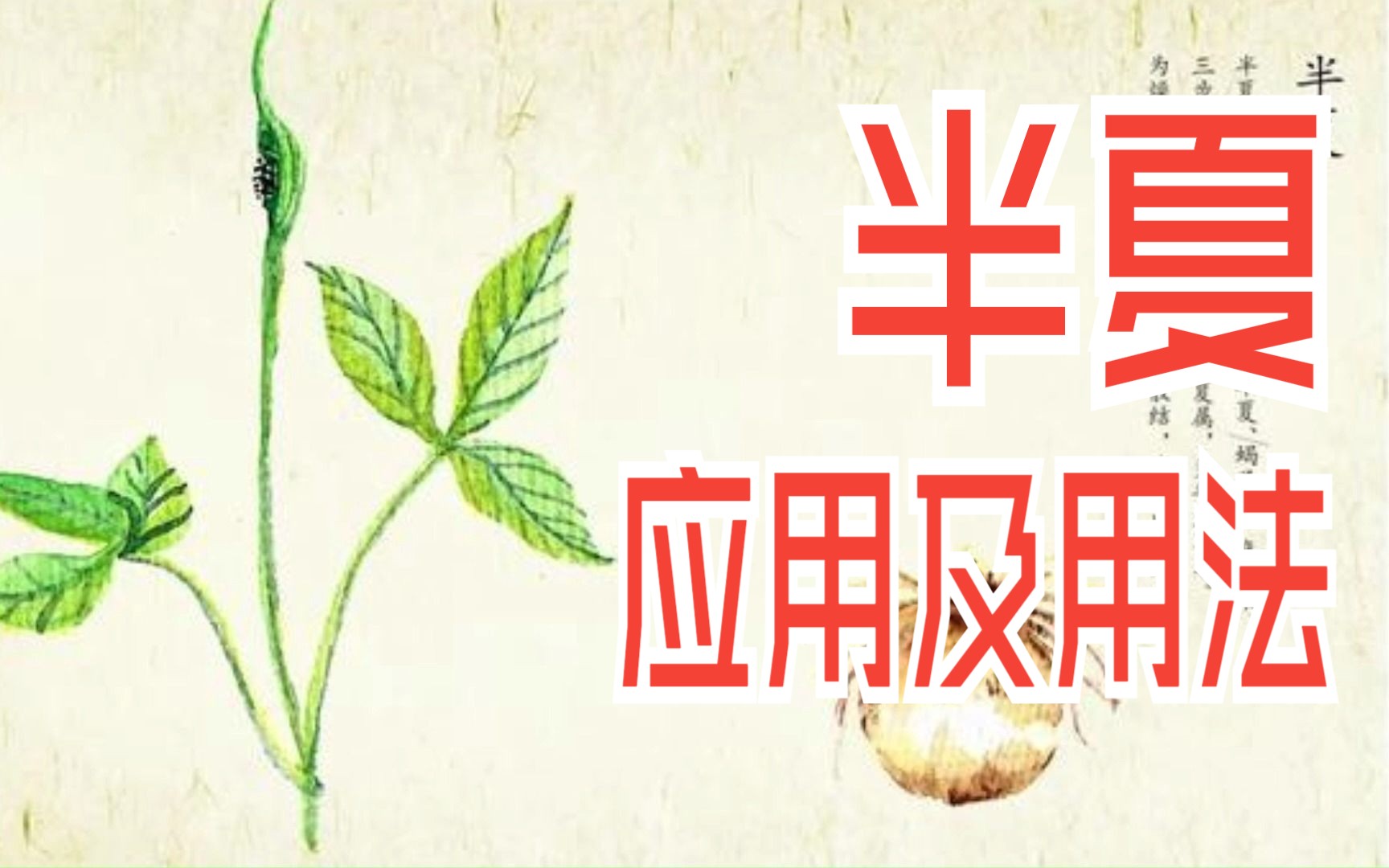 半夏的应用及用法——中药精讲哔哩哔哩bilibili