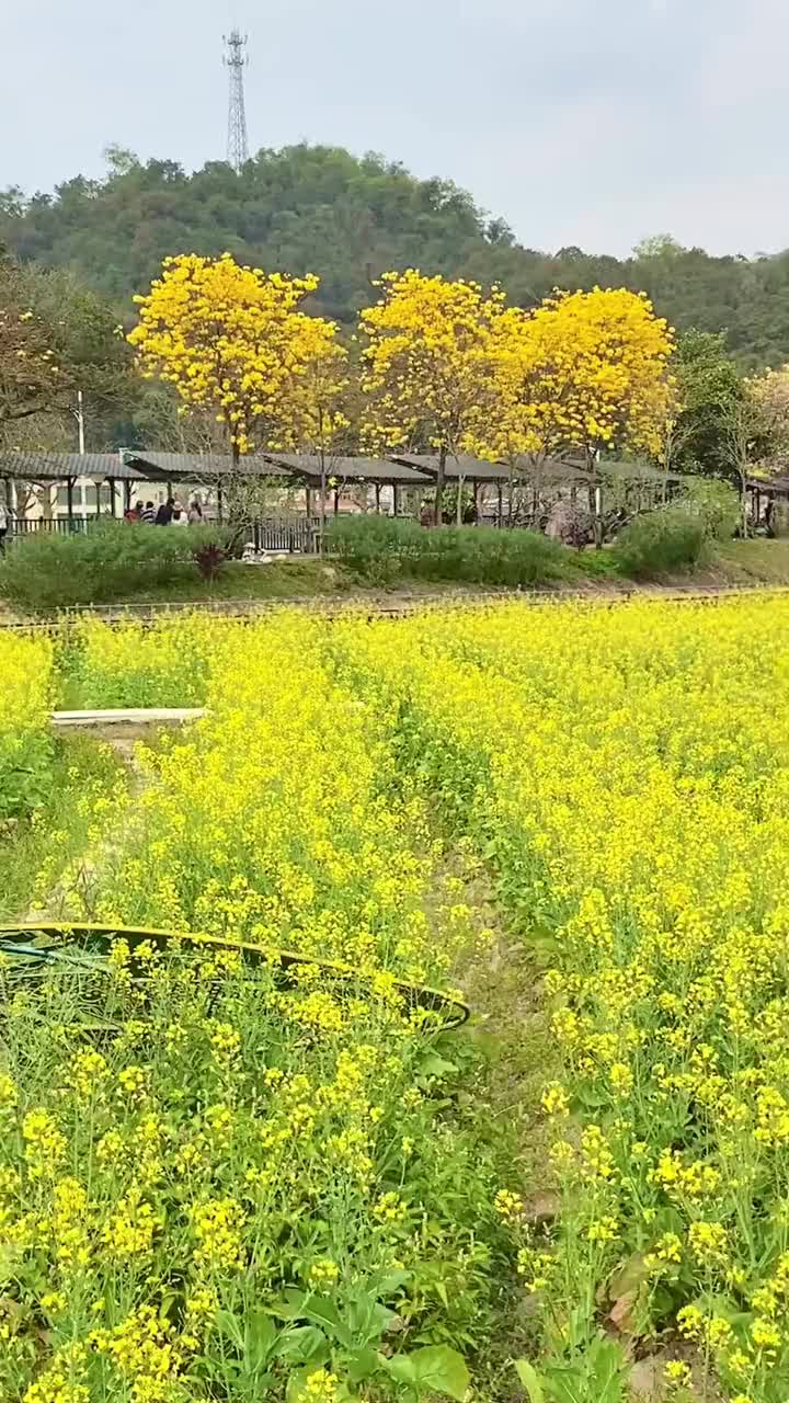 [图]蜂飛蝶舞菜花心陌上芳菲处处吟借得春风吹灿漫乡间恰似吐黄金