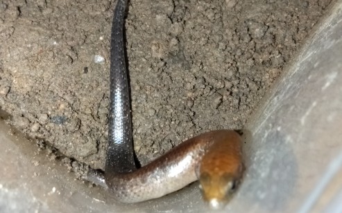 性感光蜥在线捕食