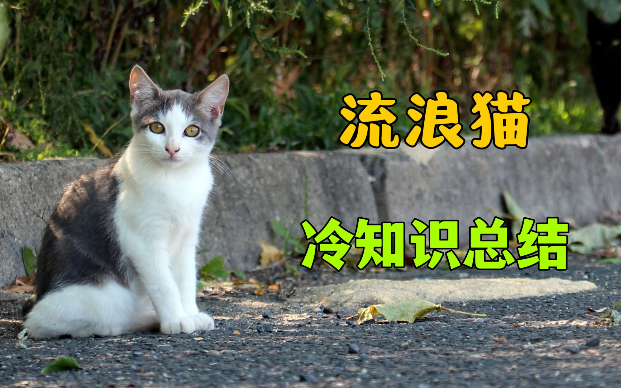 [图]流浪猫的冷知识总结！让你更了解流浪猫