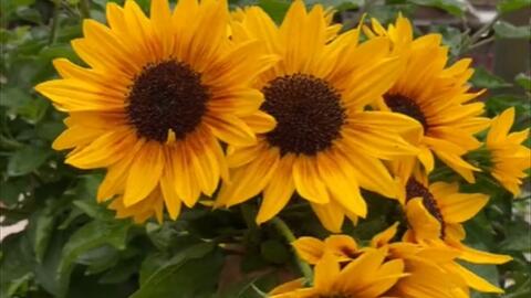 园艺种植 实现向日葵切花自由 哔哩哔哩 Bilibili