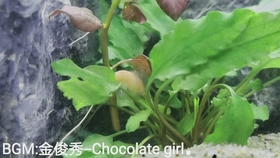 抖 出现了不知名小螺 哔哩哔哩 つロ干杯 Bilibili