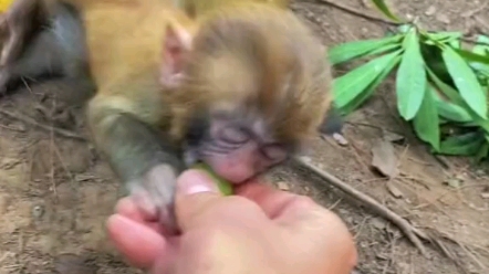 [图]猴哥带娃真严格