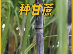 Video herunterladen: 完整记录甘蔗的种植全过程！