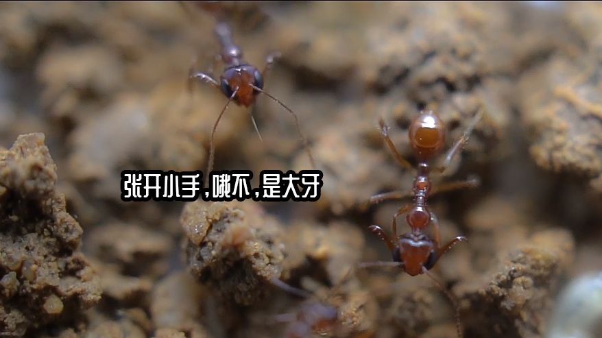 可爱奇怪宾氏长齿蚁(野采蚂蚁收货展)