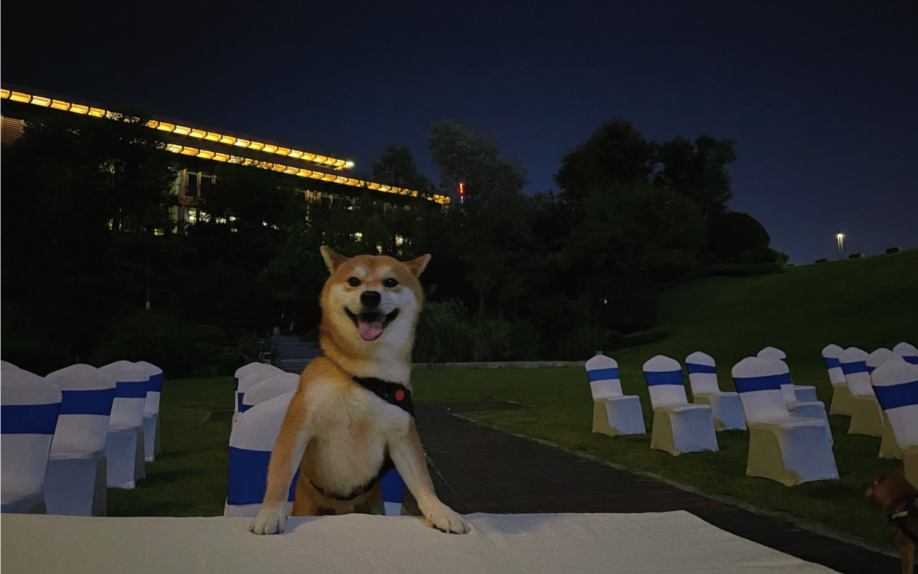 会跳舞的柴犬见过吗?