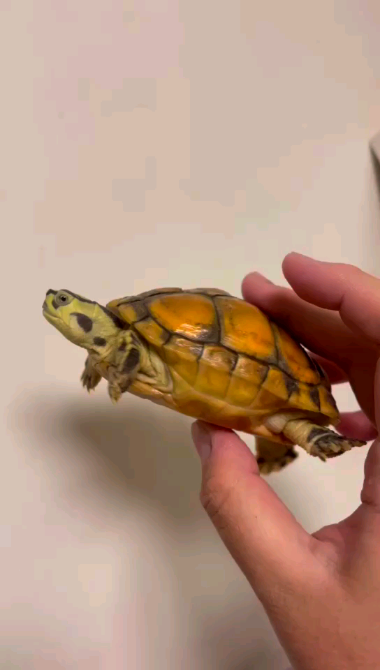 极品变异火焰龟#乌龟##龟##火焰龟##_哔哩哔哩_bilibili