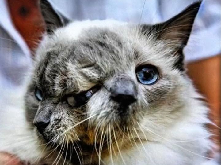 长相怪异的动物,你都见过吗?