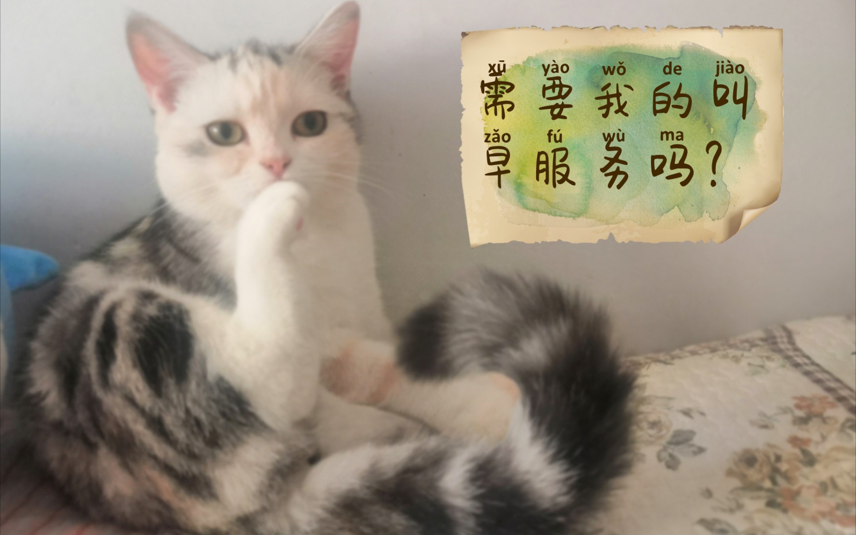 需要小猫咪提供叫早服务吗猫咪踩奶的样子太乖啦