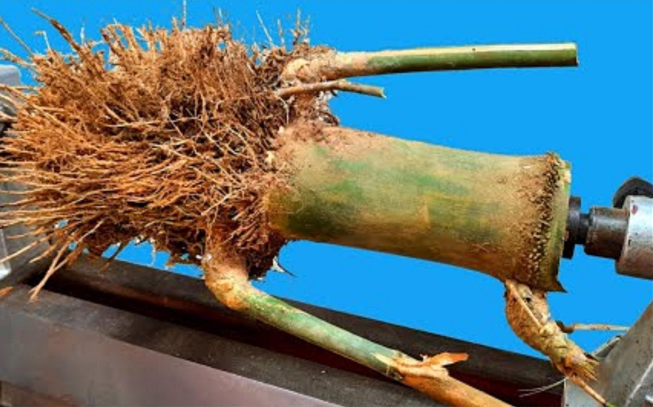 竹的根状茎图片