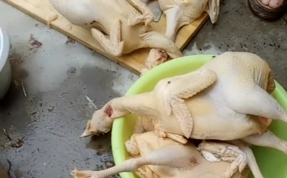 为什么每只鸡肚子里都有一个这么大的水泡?